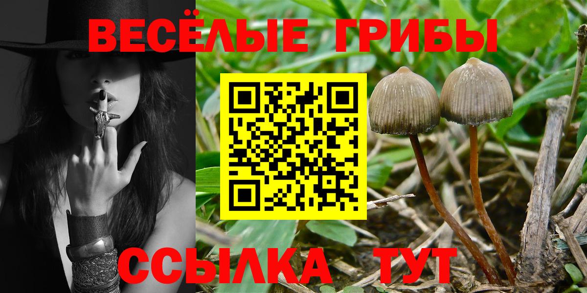 Губкинский  Псилоцибиновые грибы Psilocybe  даркнет сайт  Вход с VPN 